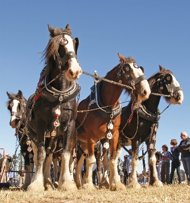 Farming vehicle horse horses Photo