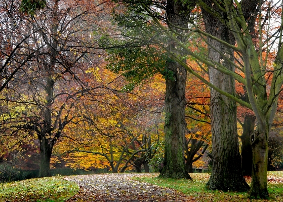 Tree nature forest branch Photo