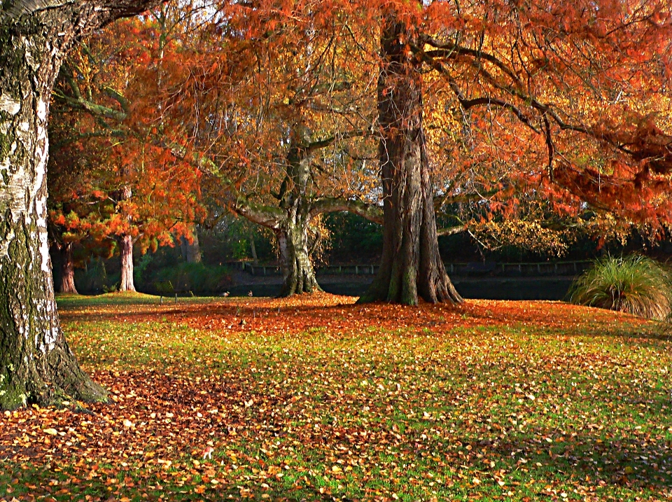 árbol bosque rama planta