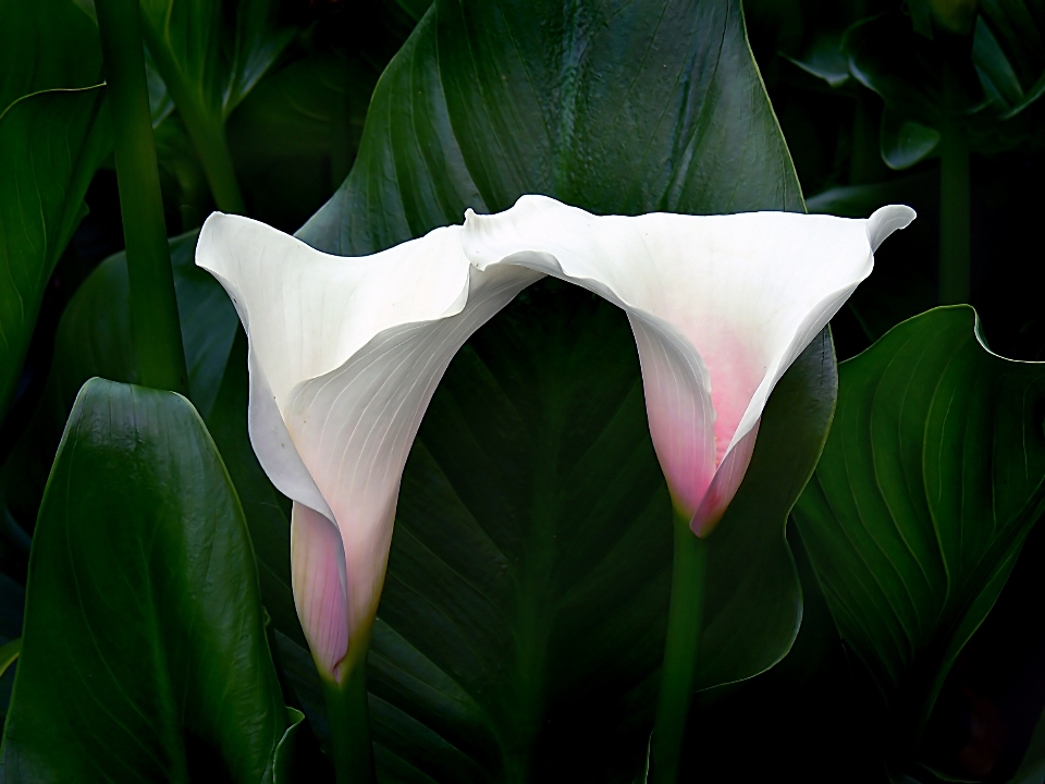 Plantar folha flor pétala