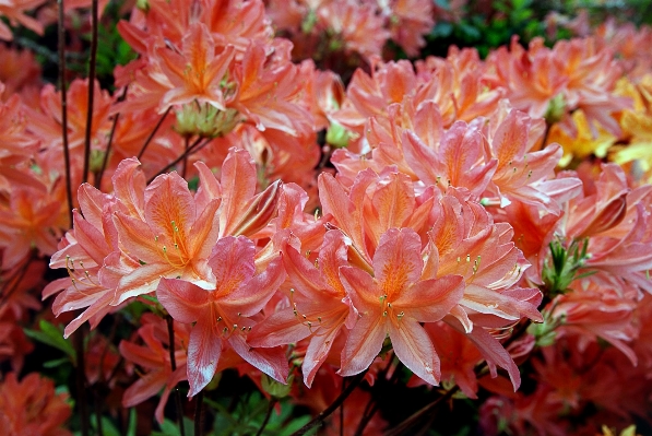 Foto Albero pianta foglia fiore