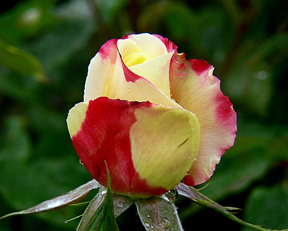 Florecer planta flor pétalo