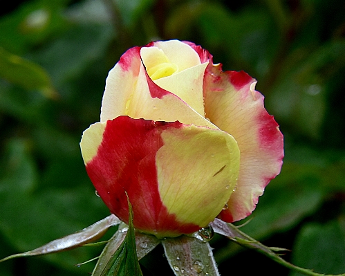 Blossom plant flower petal Photo