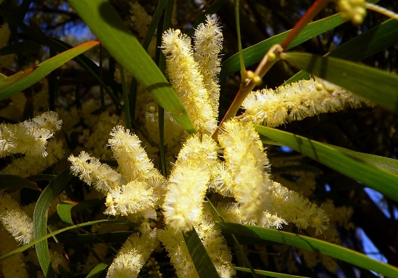 Tree nature blossom plant Photo