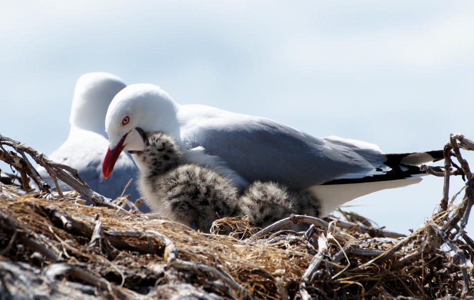 Meer vogel seevogel
 tierwelt