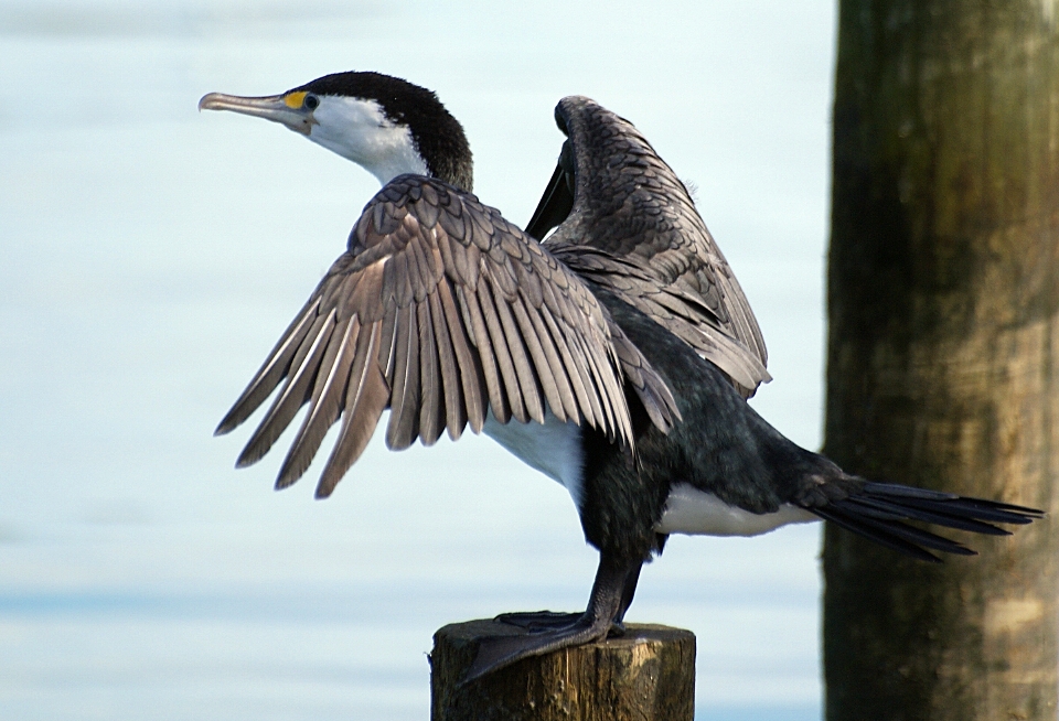 Pájaro ala fauna silvestre pico