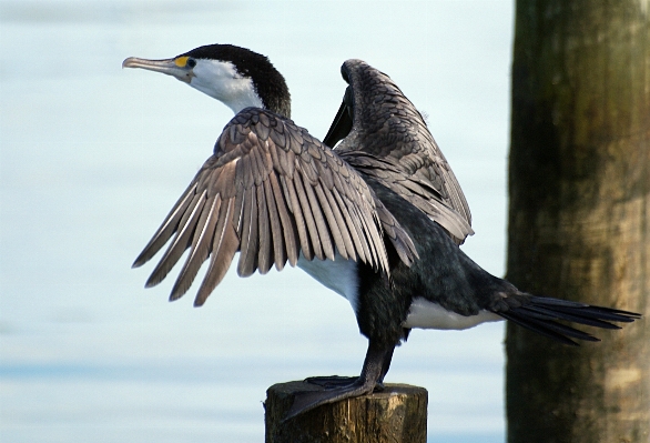 鳥 羽 野生動物 嘴 写真