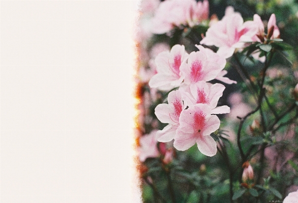 Blossom bokeh blur plant Photo