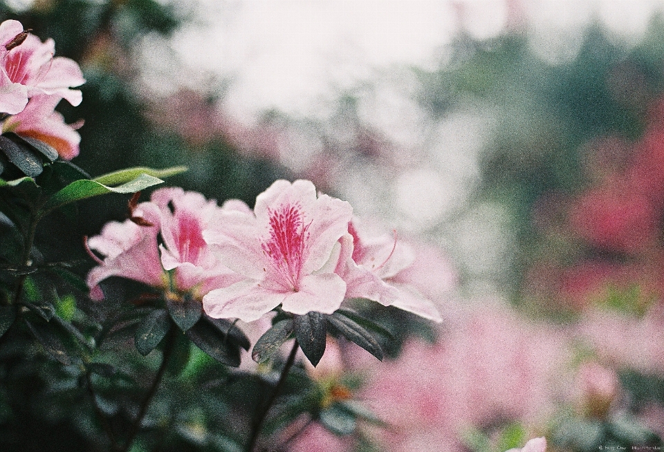 Mekar bokeh
 mengaburkan tanaman