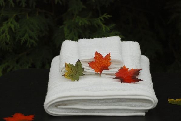 White leaf flower petal Photo