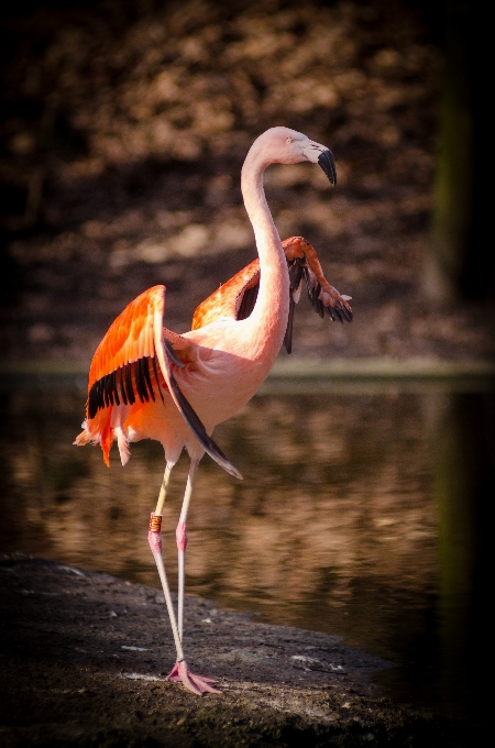 Water nature bird wing