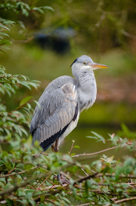 Nature bird wing bokeh