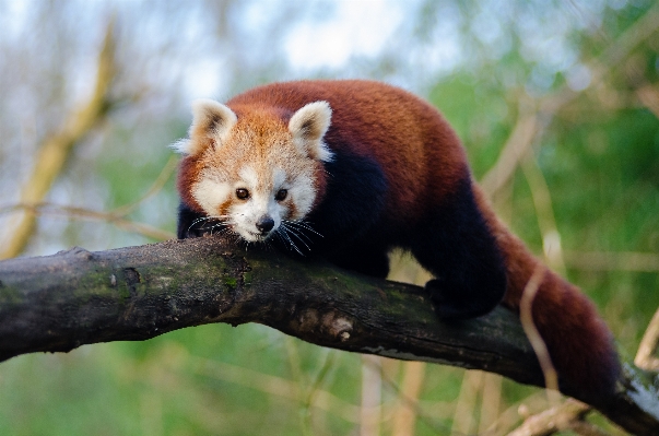 Zdjęcie Drzewo natura zimno zima