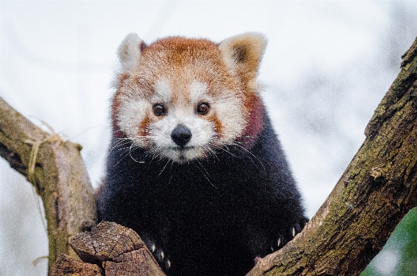 Zdjęcie Drzewo natura zimno zima