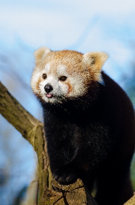 Zdjęcie Drzewo natura zimno zima