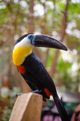 鳥 ボケ味
 フィート 動物 写真