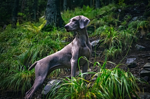 Landscape forest dog animal Photo