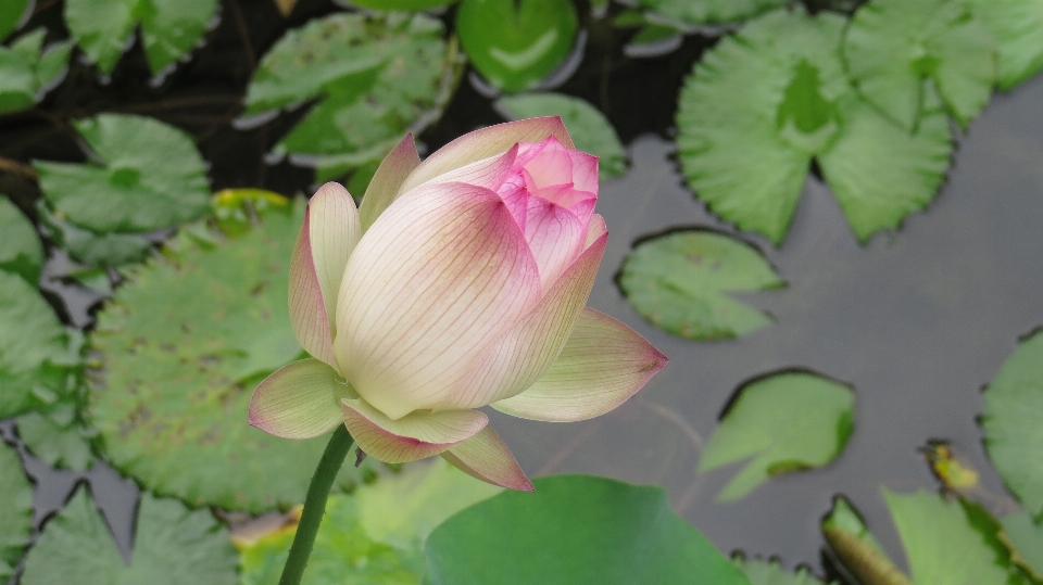 Blossom plant flower petal