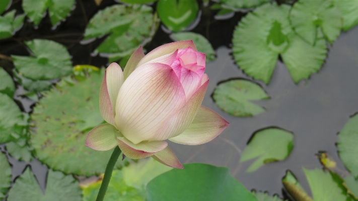 Blossom plant flower petal Photo