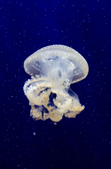 動物 動物園 生物学 クラゲ