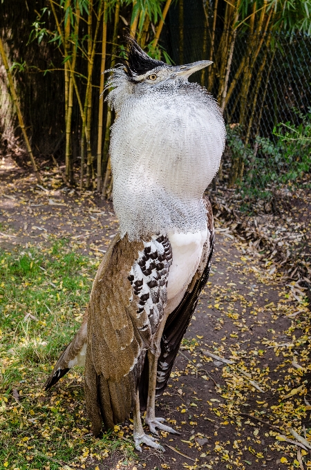 Pájaro fauna silvestre zoo pico