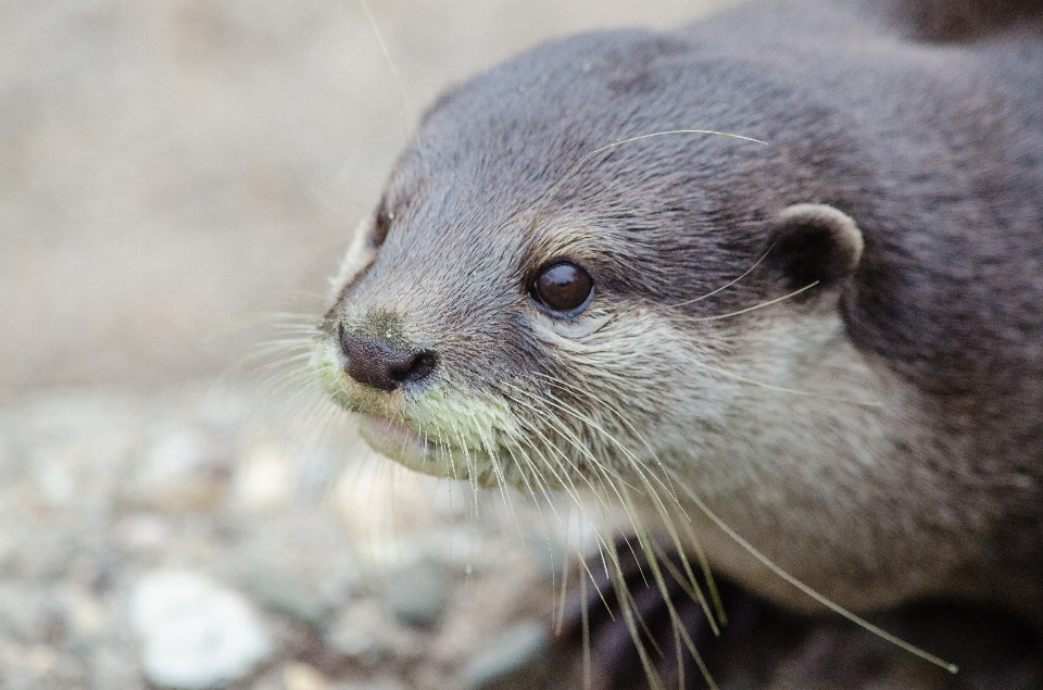 Dzikiej przyrody ssak fauna ścieśniać
