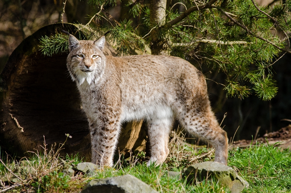 野生動物 動物園 猫 ネコ科の