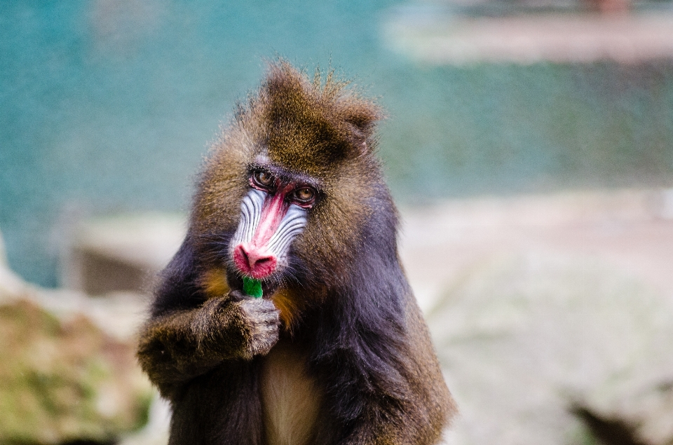 Animali selvatici zoo mammifero fauna