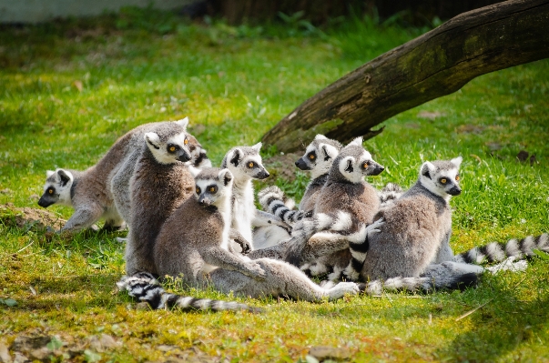 指輪 フィート かわいい 野生動物 写真