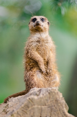 自然 ボケ味
 動物 かわいい 写真