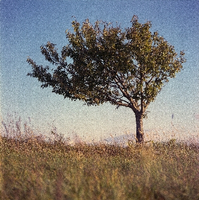 Landscape tree nature grass Photo