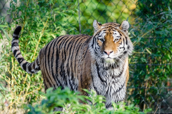 Animal wildlife zoo jungle Photo