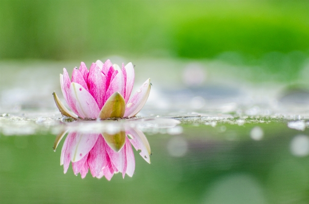 Nature grass blossom plant Photo