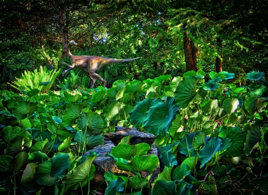 Forest leaf flower pond Photo