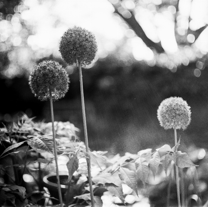 Nature branch black and white plant