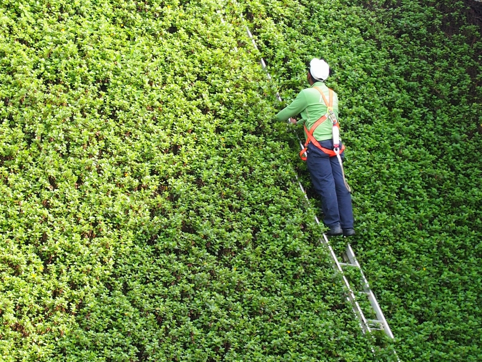 草 人们 植物 场地