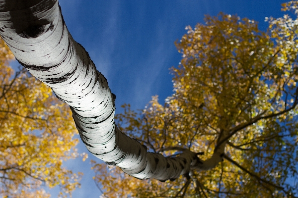 Tree nature branch blossom Photo