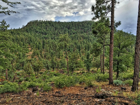 Foto Albero natura foresta selvaggia
