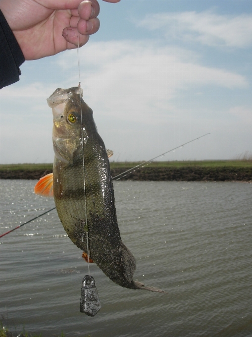 Vacation recreation fishing perch