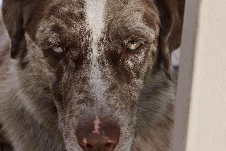 Perro mamífero vertebrado
 félix
