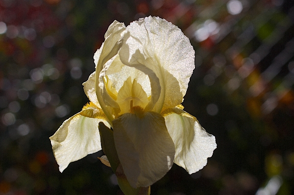 自然 花 植物 白 写真