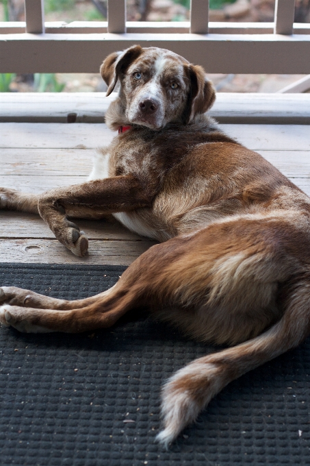 子犬 犬 哺乳類 動物保護施設