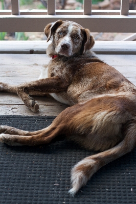 Foto Cachorro perro mamífero refugio de animales