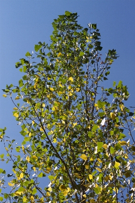 Tree branch blossom plant Photo