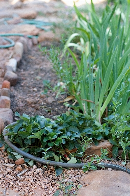 草 植物 芝生 葉 写真