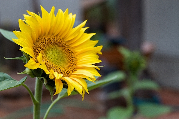 Anlage blume blütenblatt botanik
 Foto