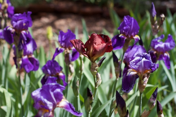 Plant flower botany flora Photo