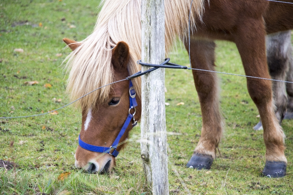 Herbe cultiver prairie
 animal