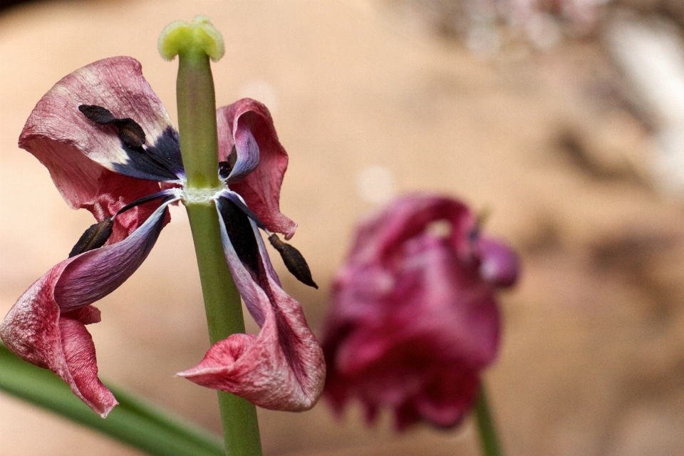 Fiore pianta petalo tulipano