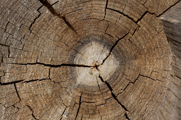 Tree branch plant wood Photo